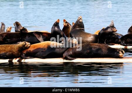 Steller sea lions basking in the sun on a wharf near Fanny Bay, BC, Canada Stock Photo