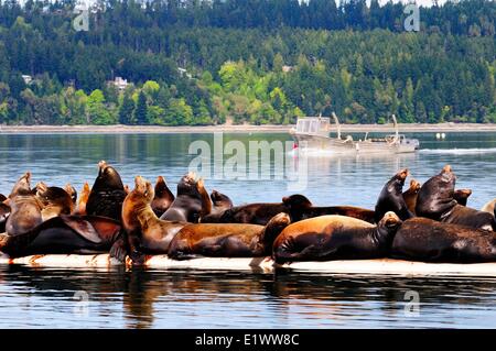 Steller sea lions basking in the sun on a wharf near Fanny Bay, BC, Canada Stock Photo