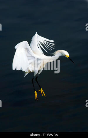 Adult snowy egret (Egretta thula), southern Florida, USA Stock Photo