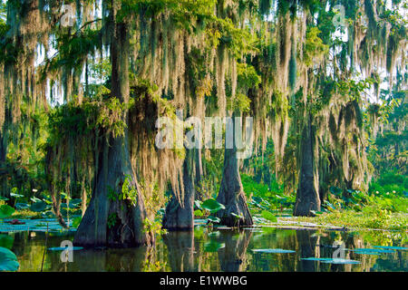 Cypress swamp, Achafalaya River Basin, southern Louisiana, USA Stock Photo