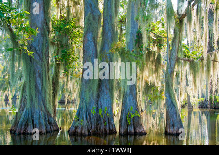 Cypress swamp, Achafalaya River Basin, southern Louisiana, USA Stock Photo