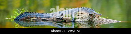 Basking American alligator (Alligator mississippiensis), Achafalaya Swamp, southern Louisiana, USA Stock Photo