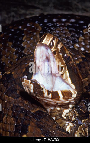Cottonmouth (Agkistrodon piscivorus) gaping its mouth in a threat display, Florida, USA Stock Photo