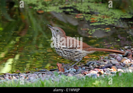 A Brown Thrasher, Toxostoma rufum, drinks from a pond in Saskatoon, Saskatchewan, Canada Stock Photo