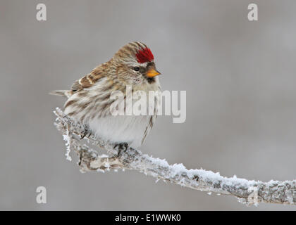 Common Redpoll, Acanthis flammea, perches frosty branch in Saskatchewan, Canada Stock Photo