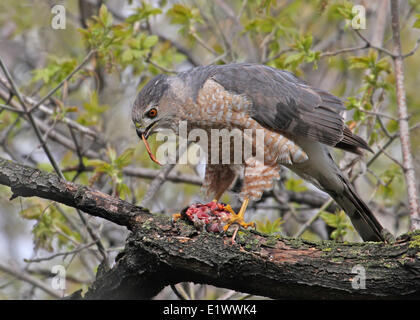 Cooper's Hawk, Accipiter cooperii, eating prey on branch, in Saskatchewan, Canada Stock Photo