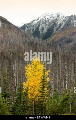 Kootenay National Park, British Columbia, Canada Stock Photo