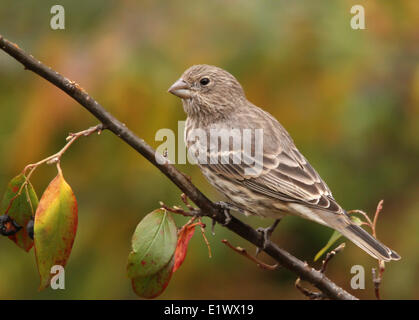 House Finch, Carpodacus mexicanus , female bird perched  in Saskatoon, Saskatchewan Stock Photo