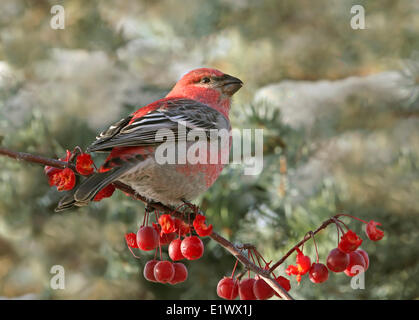 Pine Grosbeak male, Pinicola enucleator ,perched in winter in Saskatoon, Saskatchewan, Canada Stock Photo