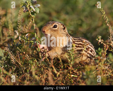 Thirteen-lined Ground Squirrel, Ictidomys tridecemlineatus, at Last Mountain Lake, Saskatchewan Stock Photo