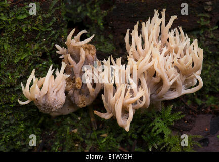 Clavulina coralloides - Coral mushroom - Beaver Lake, Victoria BC Stock Photo