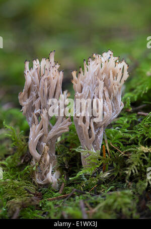 Clavulina coralloides - Coral mushroom - Beaver Lake, Victoria BC Stock Photo