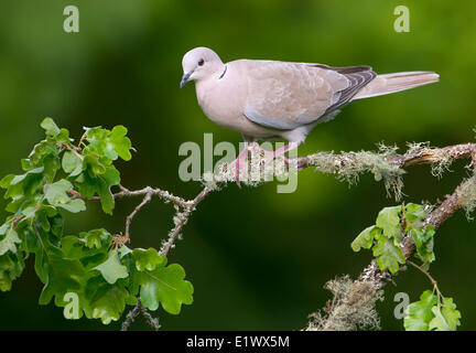 Eurasian Collared Dove - Saanich BC Stock Photo