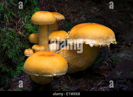 Gymnopilus spectabilis mushroom group - Beaver Lake, Victoria BC Stock Photo