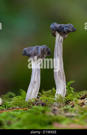 Helvella vespertina morel mushroom - Beaver Lake, Victoria BC Stock Photo