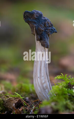 Helvella vespertina morel mushroom - Beaver Lake, Victoria BC Stock Photo