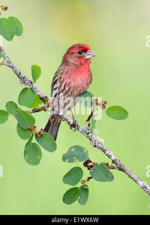 Male House Finch - Saanich BC Stock Photo