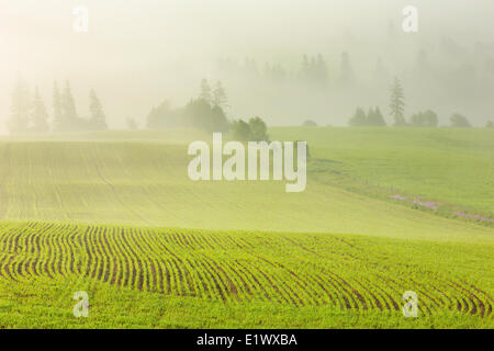 Spring grainfield in fog, Clyde River, Prince Edward Island, Canada Stock Photo
