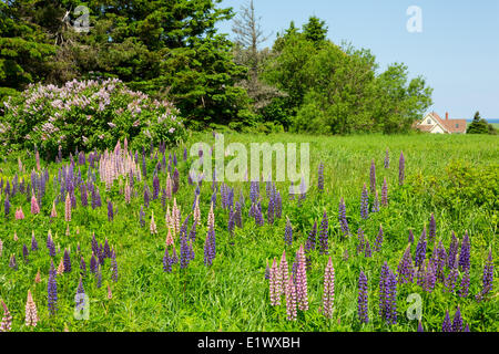 Lupines and house, Seaview, Prince Edward Island, Canada Stock Photo