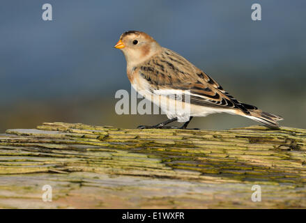 Snow Bunting, Plectrophenax nivalis, Esquimalt Lagoon, Colwood BC Stock Photo