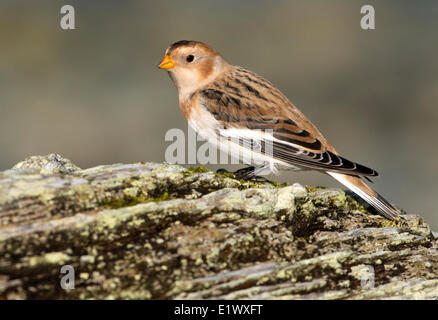 Snow Bunting, Plectrophenax nivalis, Esquimalt Lagoon, Colwood BC Stock Photo