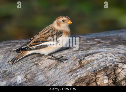 Snow Bunting, Plectrophenax nivalis, Esquimalt Lagoon, Colwood BC Stock Photo