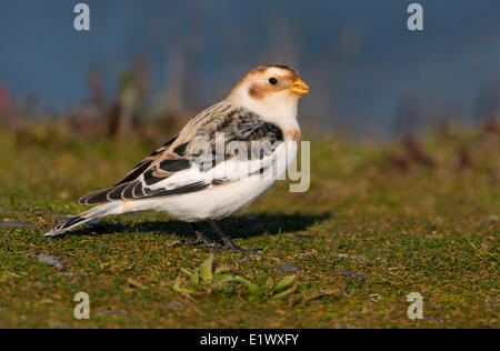 Snow Bunting, Plectrophenax nivalis, Esquimalt Lagoon, Colwood BC Stock Photo