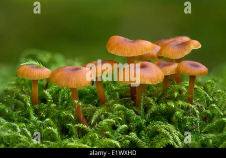 Xeromphalina campanella ('golden trumpet') mushroom - Beaver Lake Park, Victoria BC Stock Photo