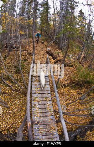 A male mountain biker rides the amazing trails of Carcross, Yukon during the fall colors. Stock Photo