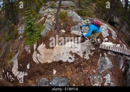 A male mountain biker rides the amazing trails of Carcross, Yukon during the fall colors. Stock Photo