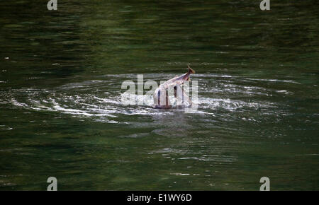 Two Harbour Seals ( Phoca vitulina ) attacking Spawning Salmon in Rainy River, Howe Sound, Sunshine Coast, B.C. Stock Photo