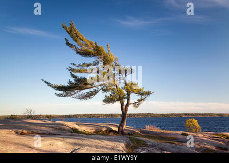 Wind-swept pine tree on the edge of Georgian Bay, Killbear Provincial ...