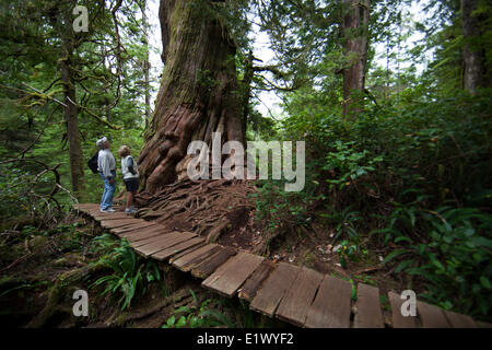A senior couple inspects a large cedar tree along the boardwalk trail on Meares Island.  Meares Island Pacific Rim National Stock Photo