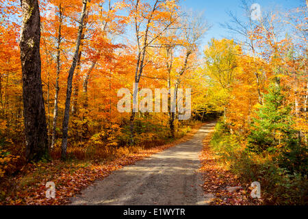 Fall foliage and clay road, Tea Lake, Algonquin Provincial Park, Ontario, Canada Stock Photo