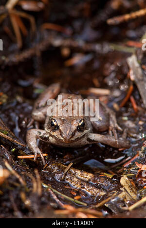 Wood Frog, rana sylvatica, on forest floor, Elk Island National Park, Alberta, Canada Stock Photo