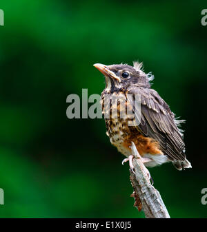 Fledgling American robin (Turdus migratorius) also known as the robin is a migratory songbird the thrush family perched on Stock Photo