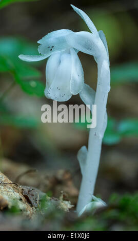 Indian Pipe, Monotropa uniflora, growing through detritus on the forest floor, Ontario, Canada Stock Photo