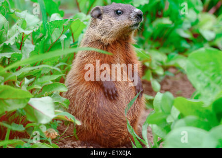 Baby groundhog (Marmota monax) also known as a woodchuck whistle-pig or land-beaver in some areas belonging to the group large Stock Photo