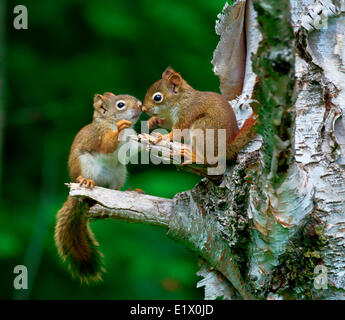 Young American red squirrel (Tamiasciurus hudsonicus) is one three species tree squirrel currently classified in the genus Stock Photo