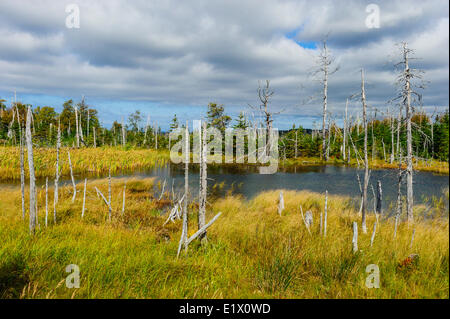 Boreal Forest scene black spruce & balsam fir surrounding small pond. Autumn. Gros Morne National Park Newfoundland.  Canada. Stock Photo