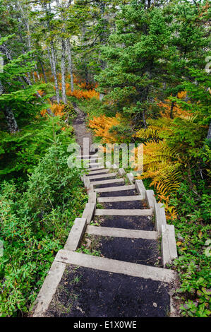 Baker's Brook Trail winds through boreal forest ferns; black spruce & balsam fir trees. Gros Morne National Park Newfoundland. Stock Photo