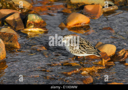 Least sandpiper (Calidris minutilla) in winter plumage along Atlantic Ocean shore. Gros Morne National Park Newfoundland. Stock Photo