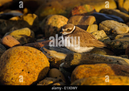 Semipalmated Plover (Charadrius semipalmatus) in winter plumage along Atlantic Ocean shore. Gros Morne National Park Stock Photo