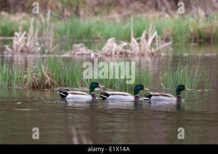 Mallard ducks, male, swimming on pond with reed grasses.  Northern Ontario, Canada. (Anas platyrhynchos) Stock Photo