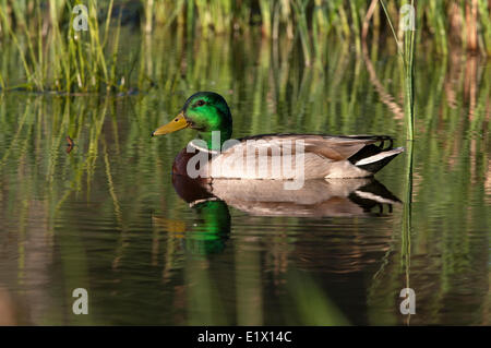 Mallard duck, male, swimming on pond with reed grasses.  Northern Ontario, Canada. (Anas platyrhynchos) Stock Photo