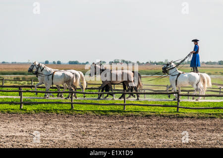 Hungarian cowboy 'Csikos' Once common on the Great Hungarian Plain, Kalocsa, Hungary Stock Photo