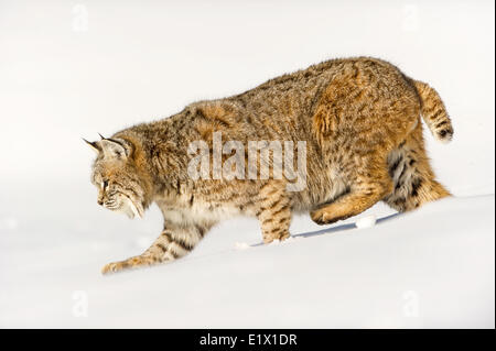 Captive young Bobcat (Lynx rufus) in late winter mountain habitat of Bozeman, Montana, USA Stock Photo