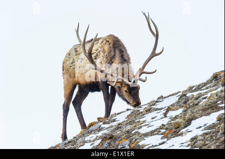 Red deer (Cervus elaphus) on a snowy slope on the Columbia Blacktail Plateau in  Yellowstone National Park, Wyoming, USA Stock Photo