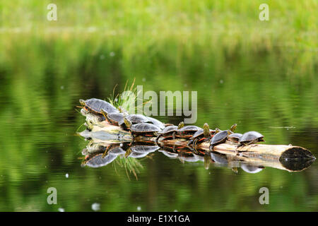 A group of Painted turtles, Chrysemys Picta sun themselves on a log in Grohmann Narrows Provincial Park, BC. Stock Photo