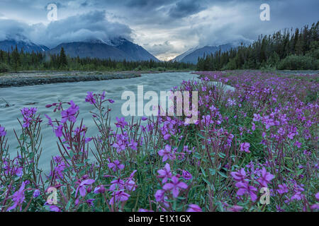 Fireweed (Chamerion angustifolium) line Quill Creek along the Haines Highway. Stock Photo